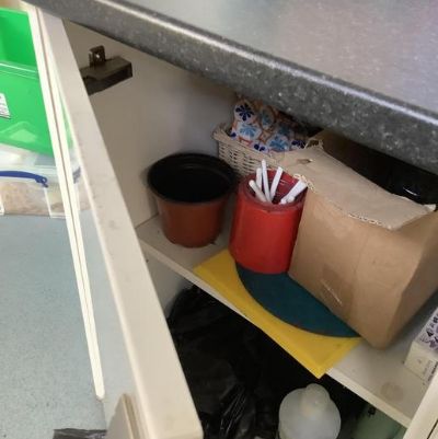 We are carrying out an investigation to see how important light is in the health and growth of a plant.